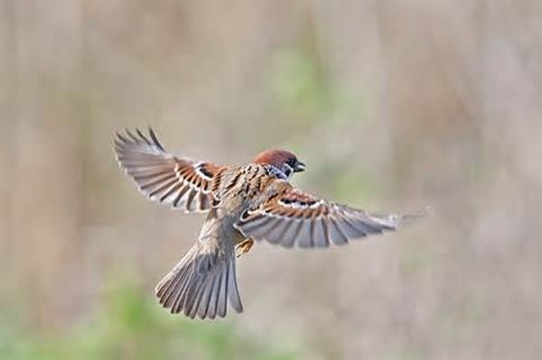 Gray Sparrow - Is there a light? Gray Sparrow - Is there a light?